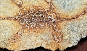 Artwork from the sock gallery of a fossil