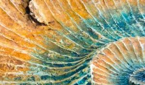 Artwork from the Sock Gallery of a colourful shell